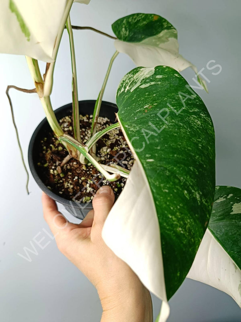 Monstera variegata albo extra white