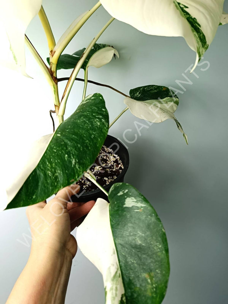 Monstera variegata albo extra white