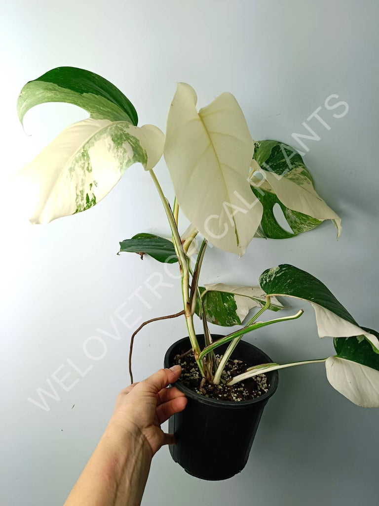 Monstera variegata albo extra white