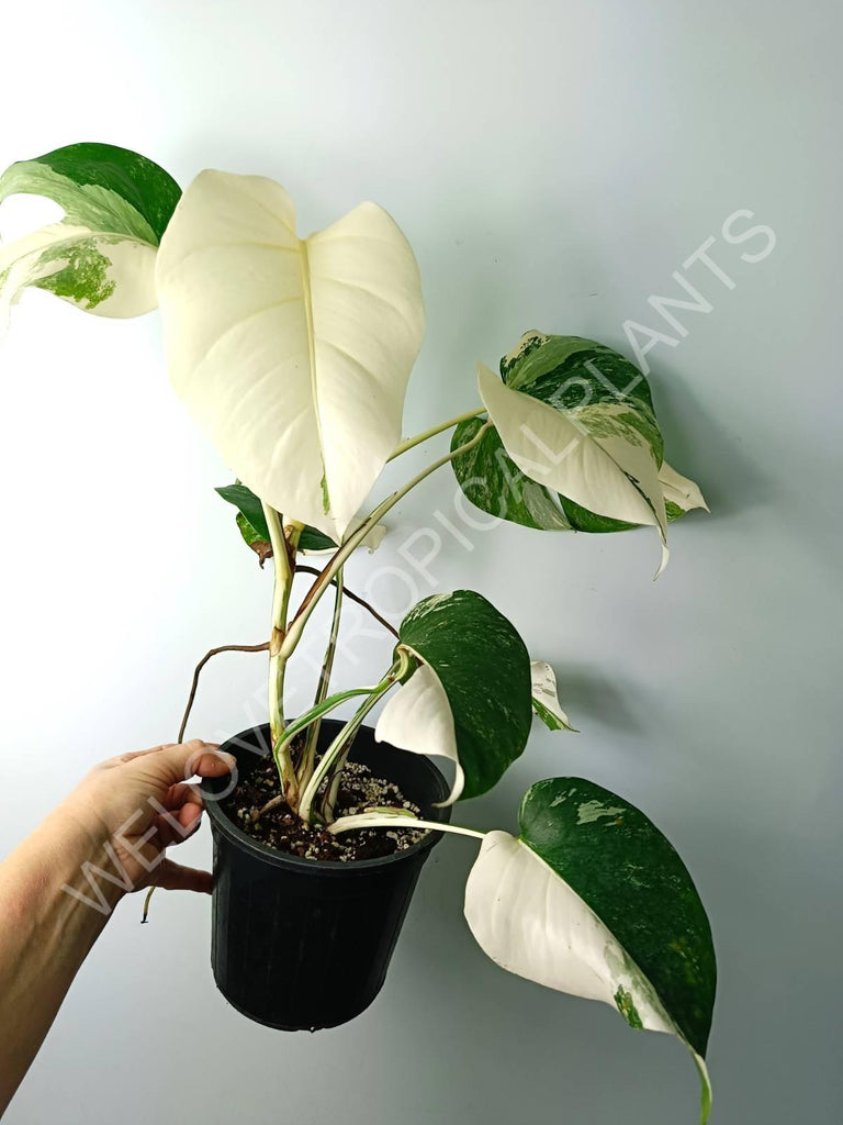 Monstera variegata albo extra white