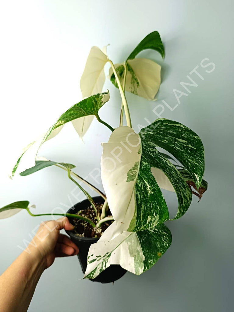 Monstera variegata albo extra white