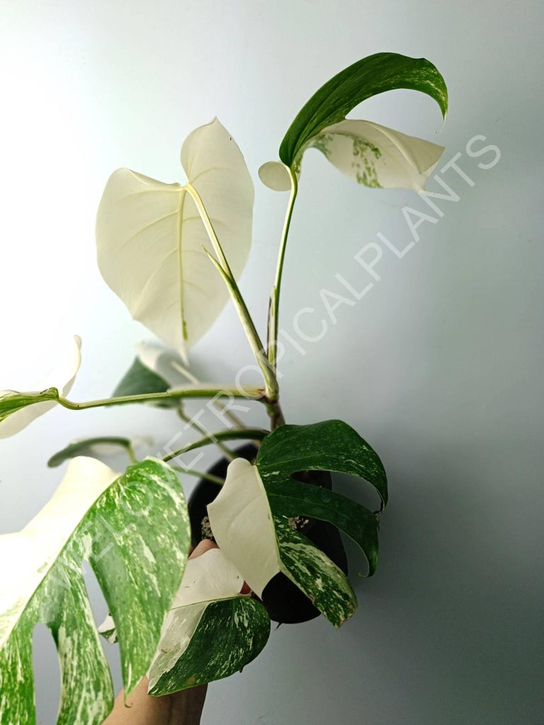 Monstera variegata albo extra white