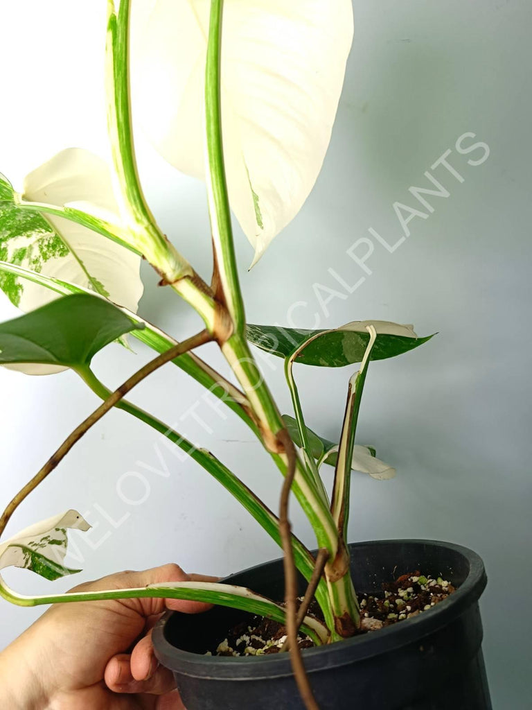 Monstera variegata albo extra white