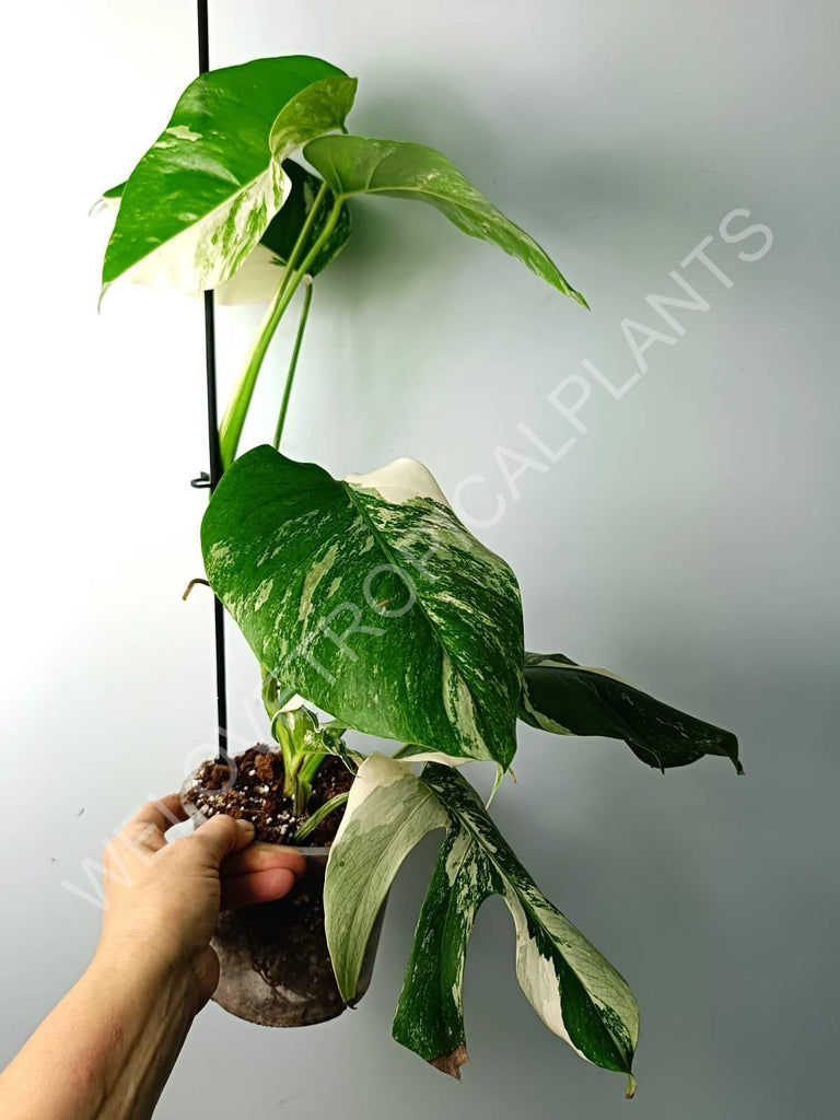 Monstera variegata albo