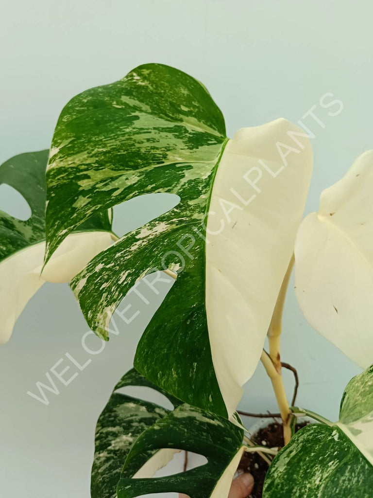 Monstera variegata albo extra white