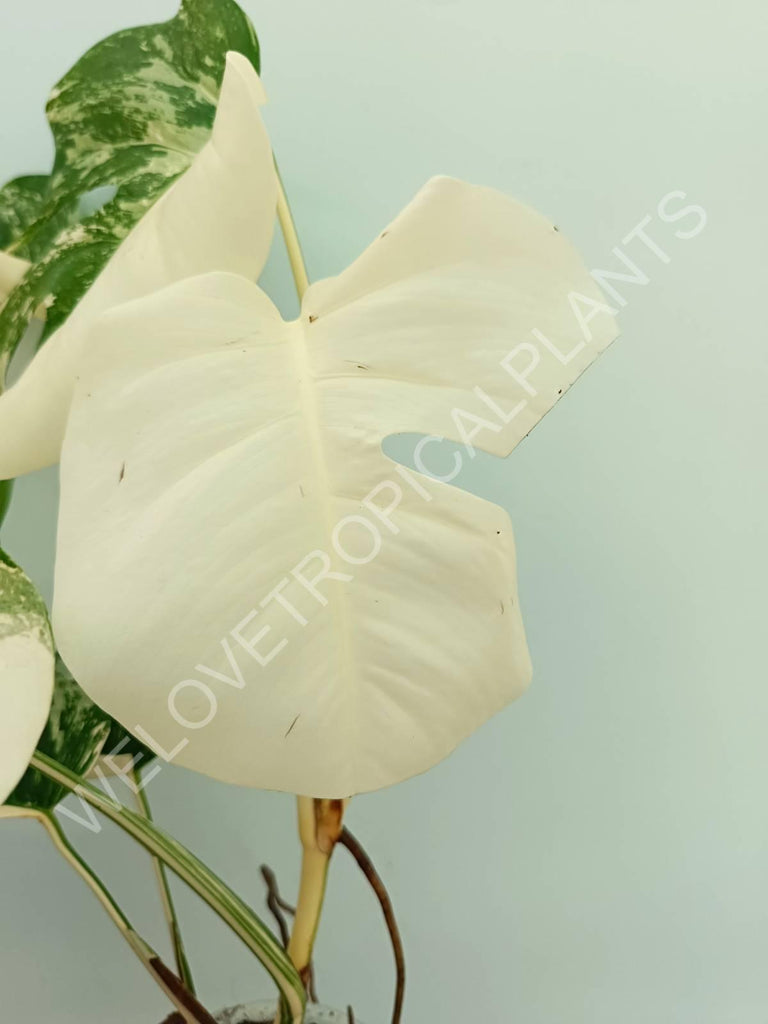 Monstera variegata albo extra white