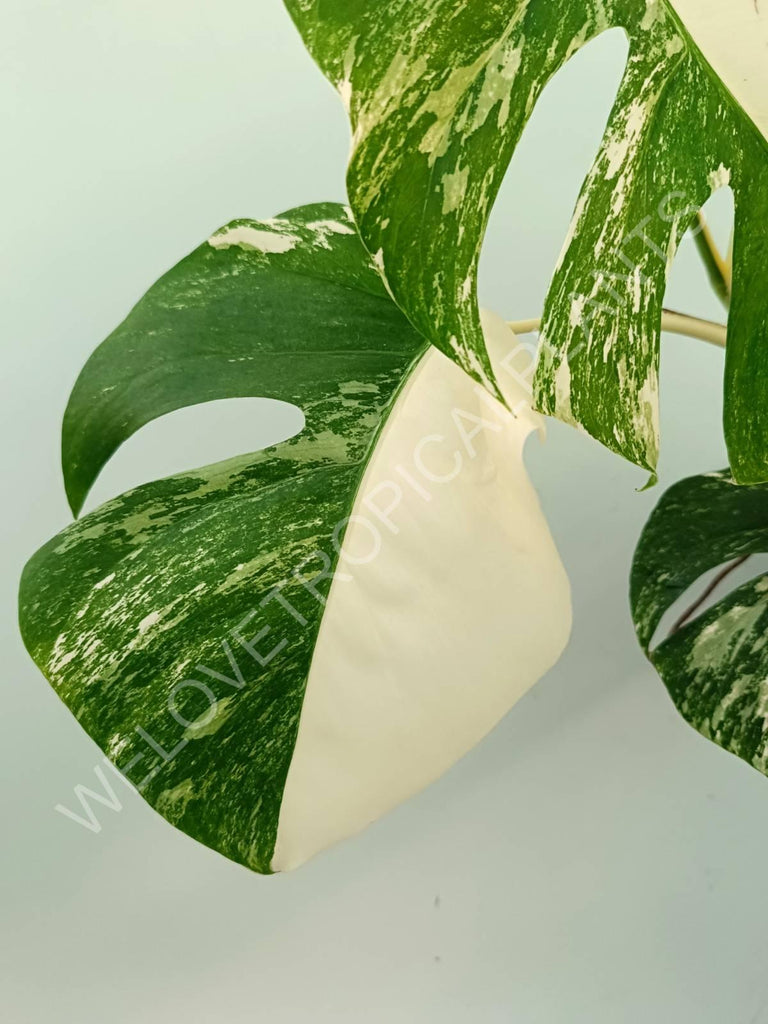 Monstera variegata albo extra white