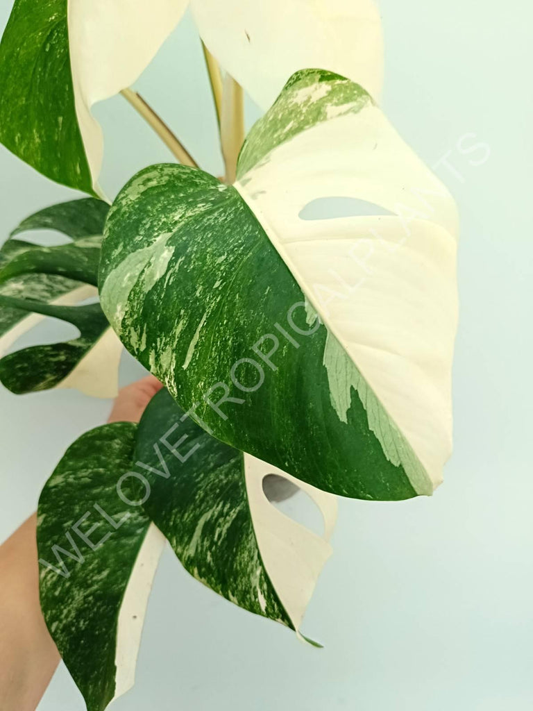 Monstera variegata albo extra white