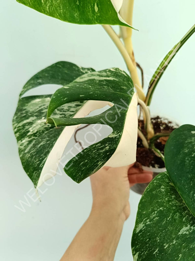 Monstera variegata albo extra white