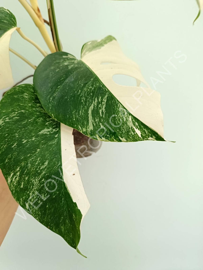 Monstera variegata albo extra white