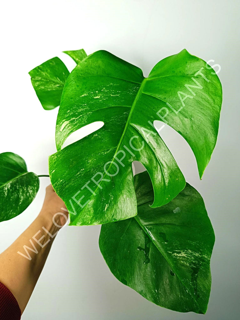 Monstera variegata albo