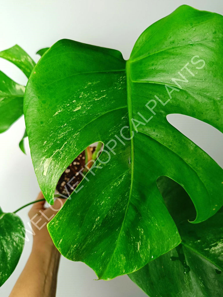 Monstera variegata albo