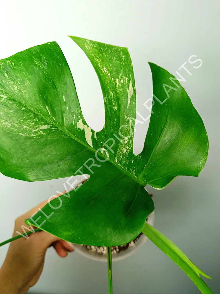 Monstera variegata albo