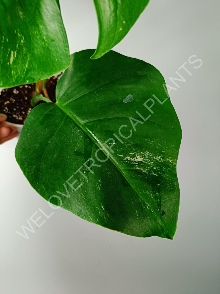 Monstera variegata albo