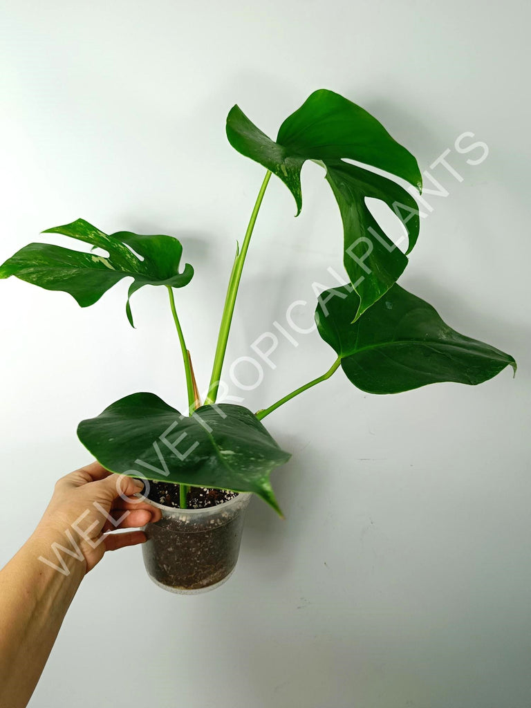 Monstera variegata albo