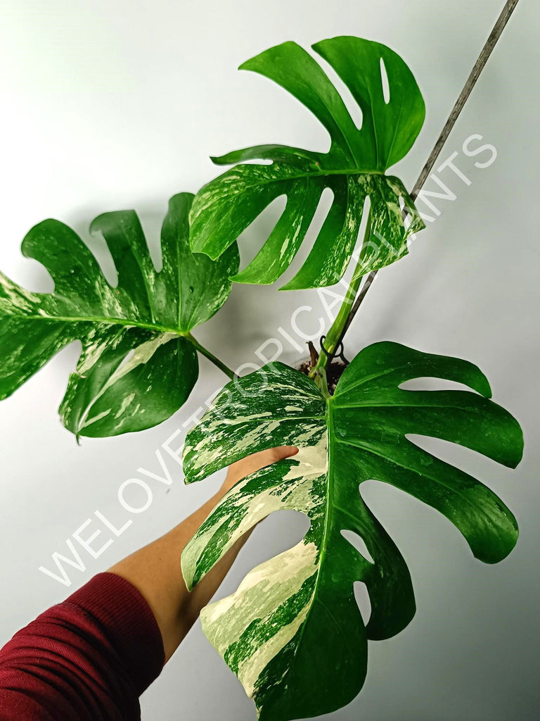 Monstera variegata albo