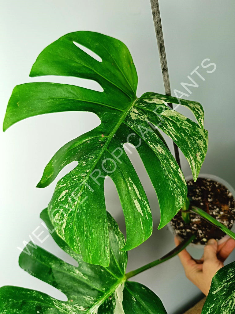 Monstera variegata albo