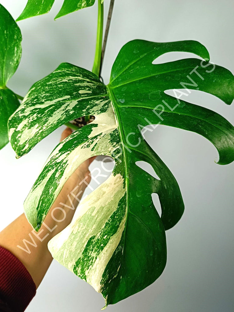 Monstera variegata albo