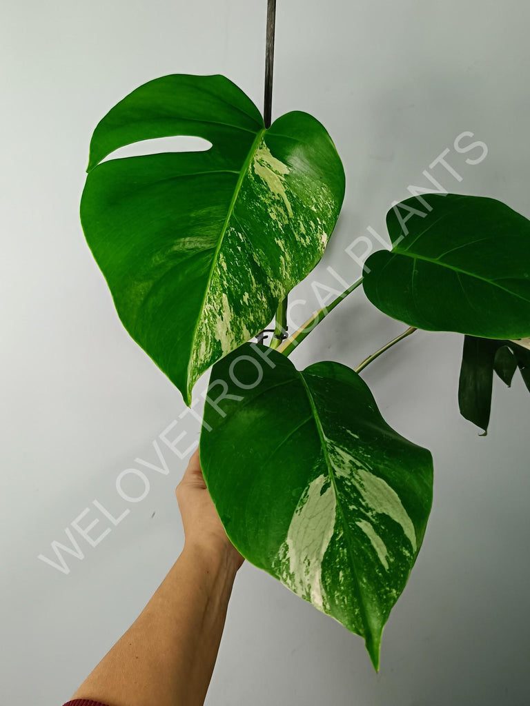 Monstera variegata albo