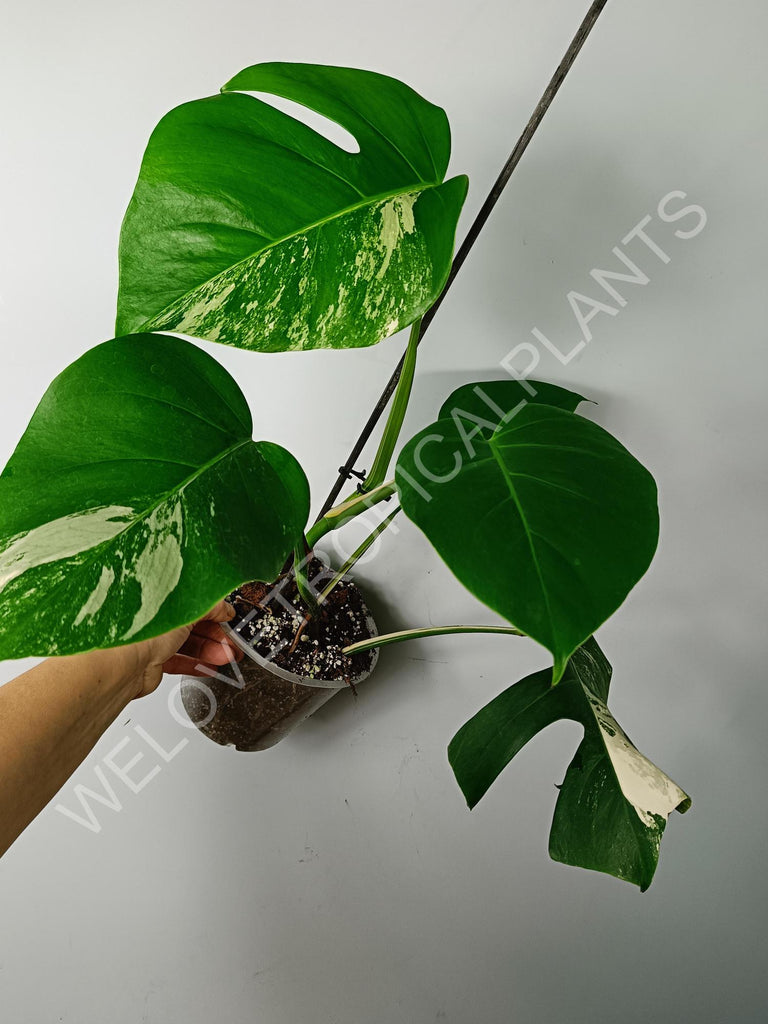 Monstera variegata albo