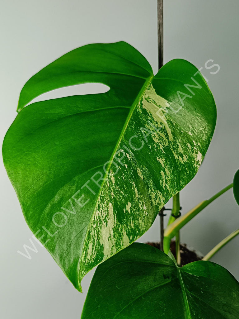 Monstera variegata albo