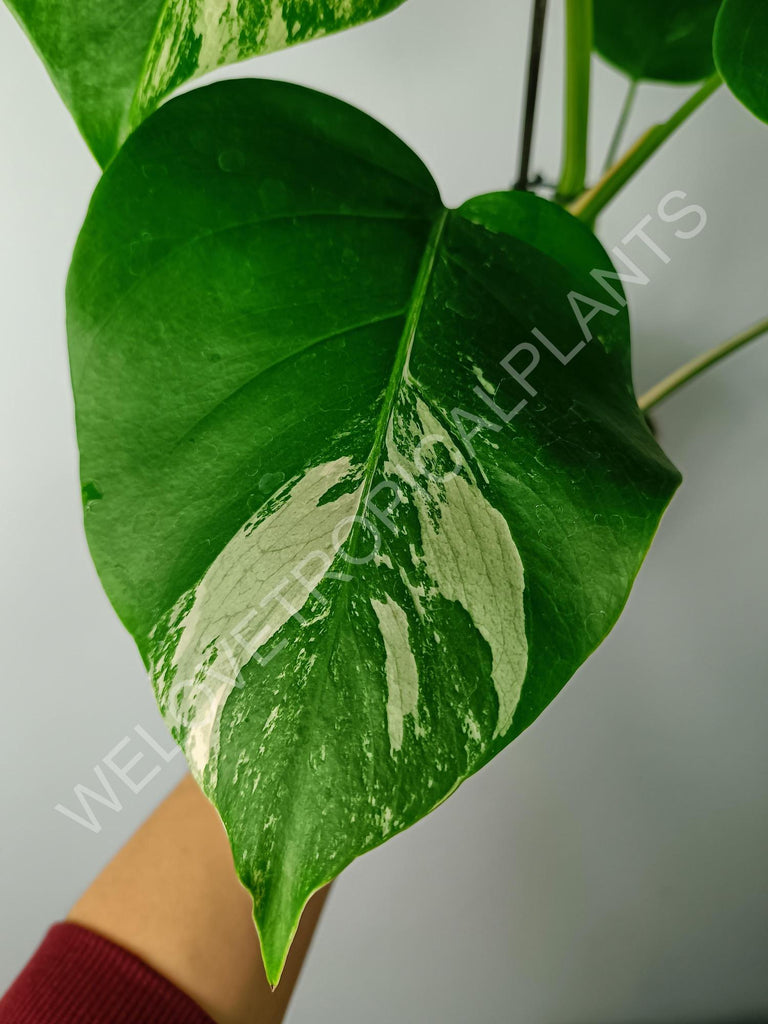 Monstera variegata albo