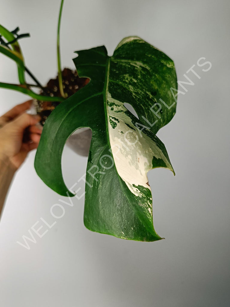 Monstera variegata albo