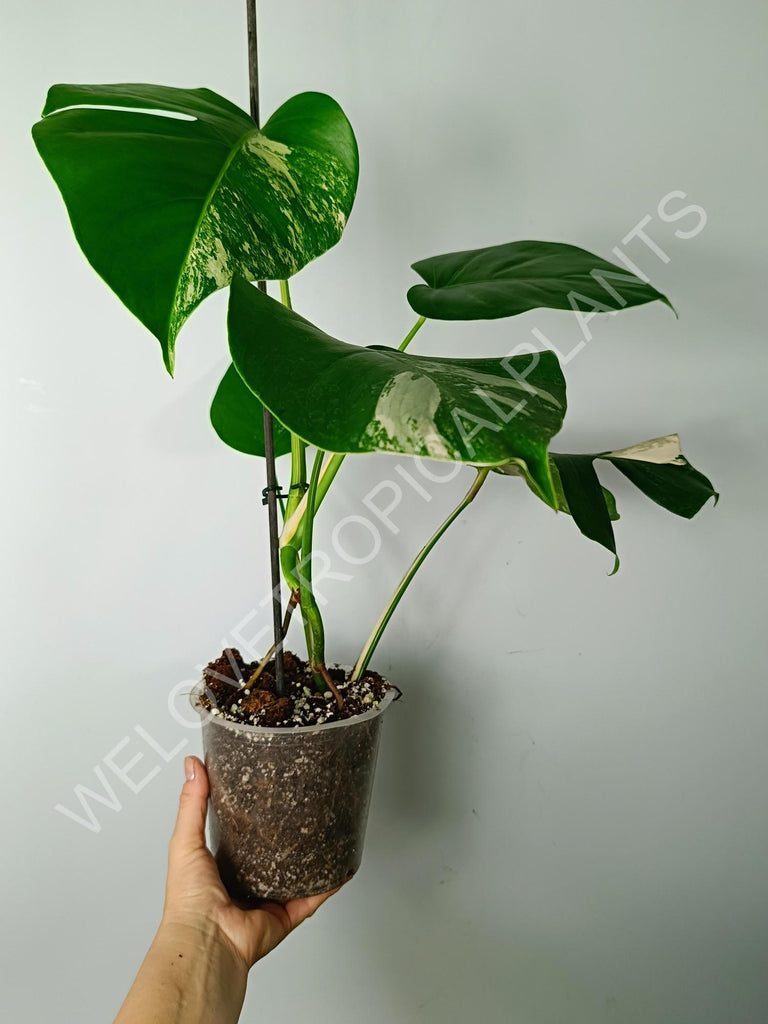 Monstera variegata albo