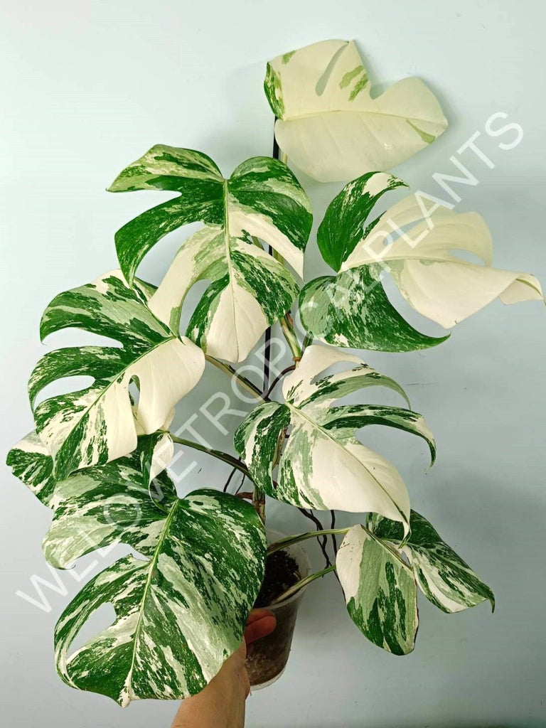 Monstera variegata albo EXTRA