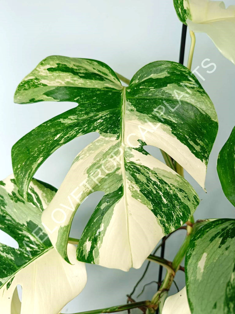 Monstera variegata albo EXTRA