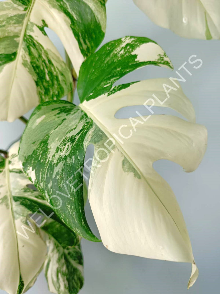 Monstera variegata albo EXTRA