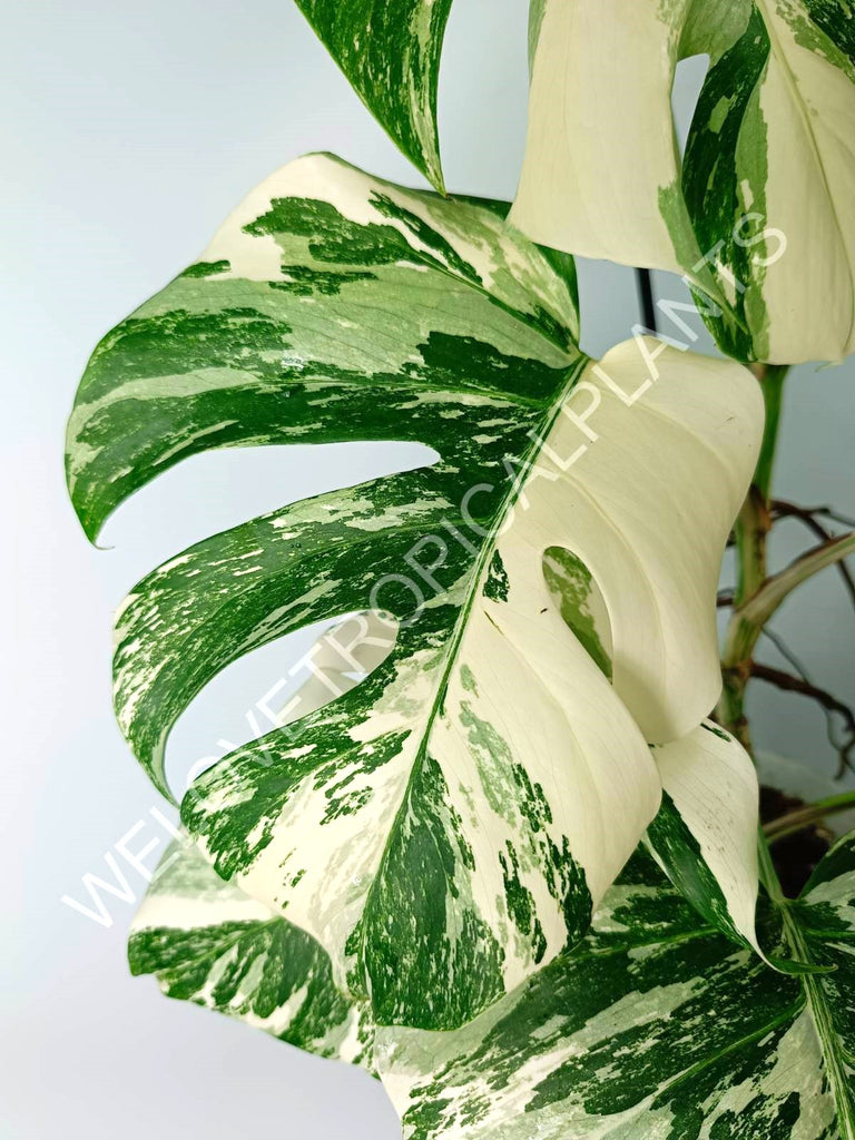 Monstera variegata albo EXTRA