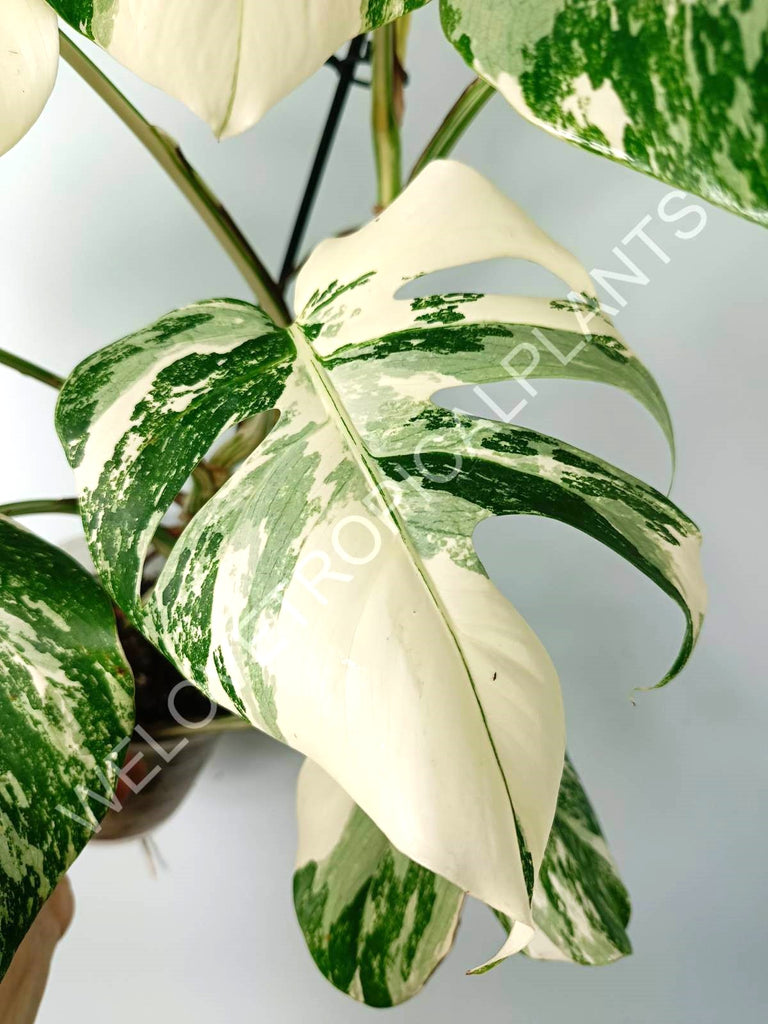 Monstera variegata albo EXTRA