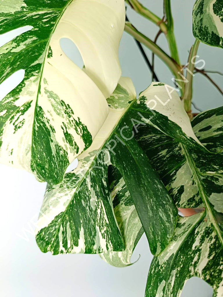 Monstera variegata albo EXTRA