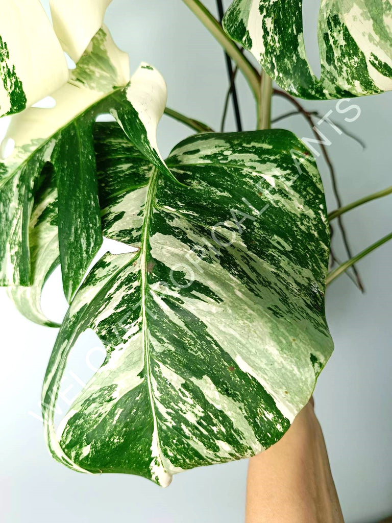 Monstera variegata albo EXTRA