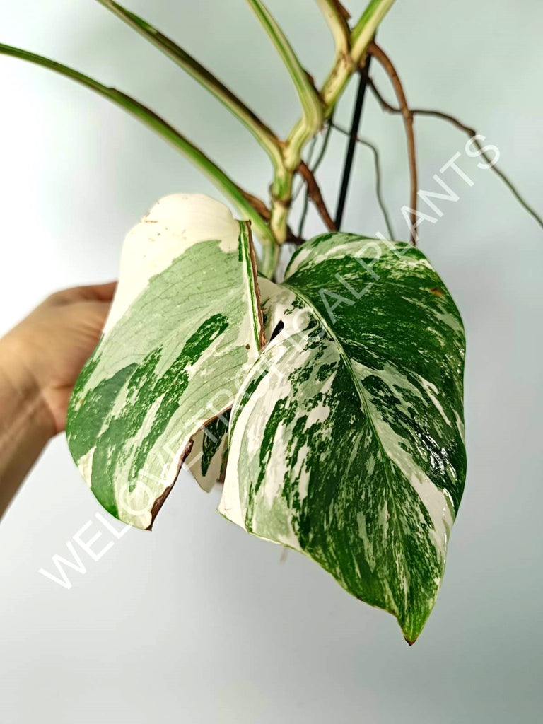 Monstera variegata albo EXTRA