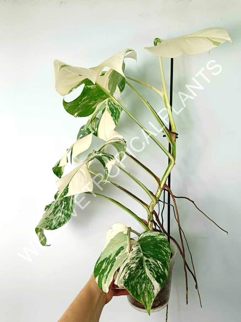 Monstera variegata albo EXTRA