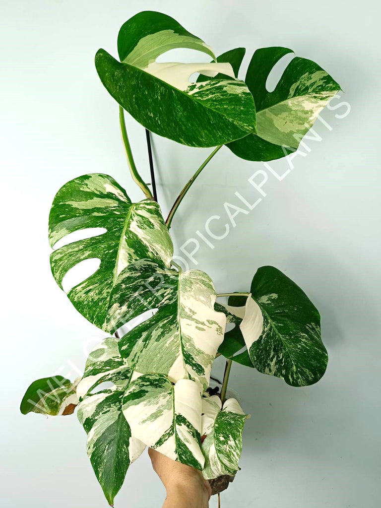 Monstera variegata albo