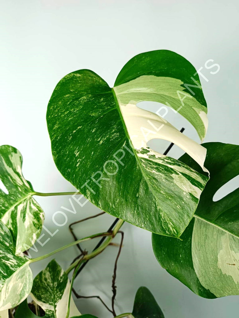 Monstera variegata albo