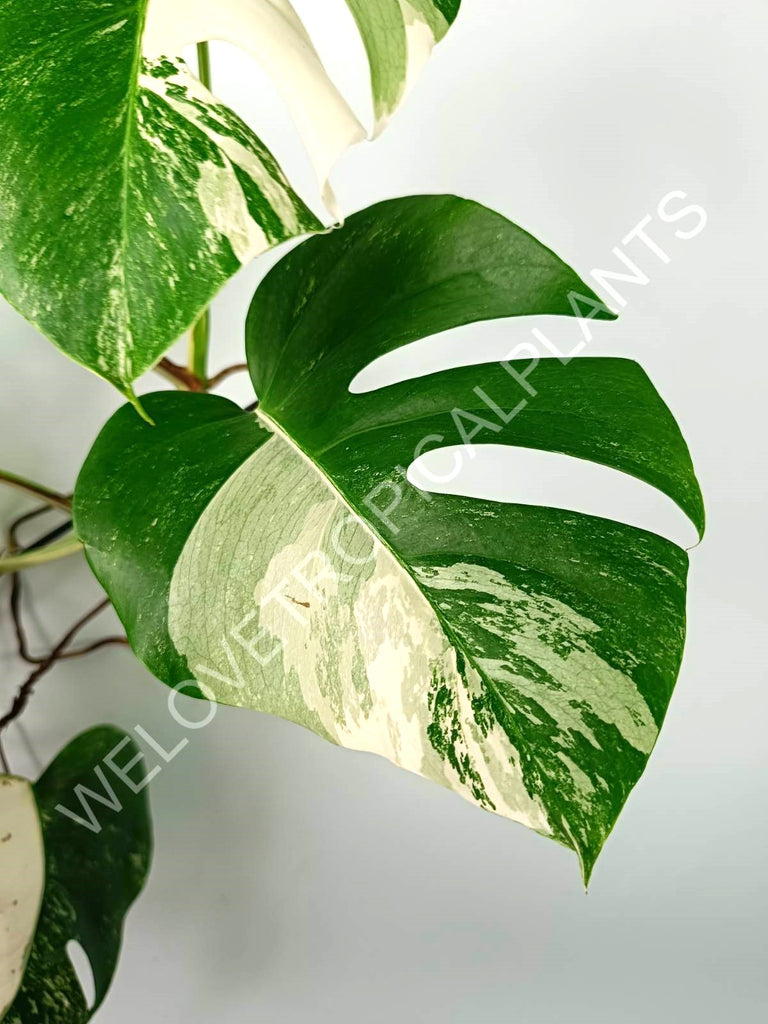 Monstera variegata albo