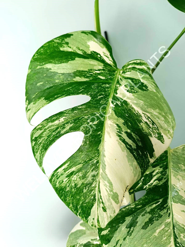 Monstera variegata albo