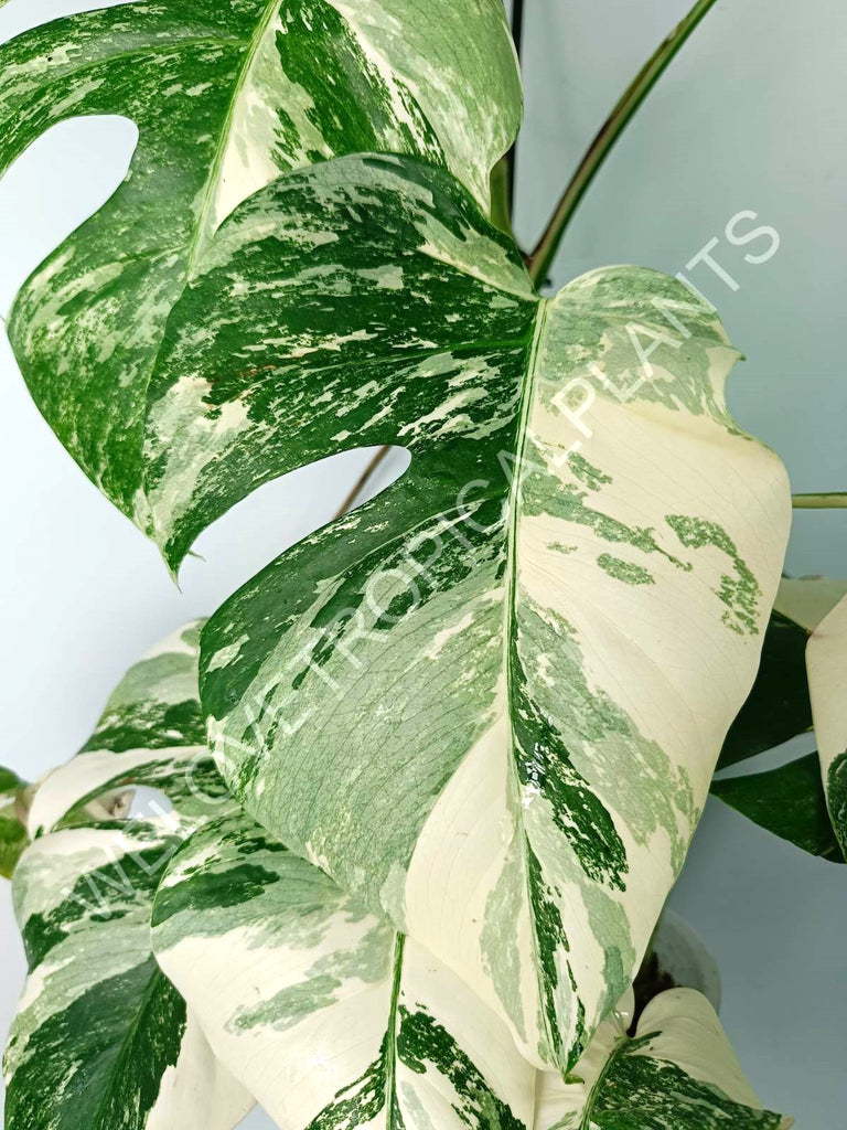 Monstera variegata albo