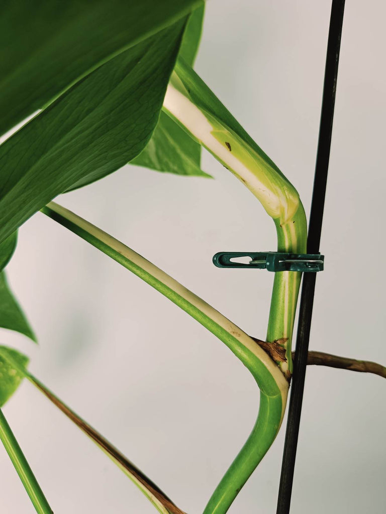 Monstera variegata albo