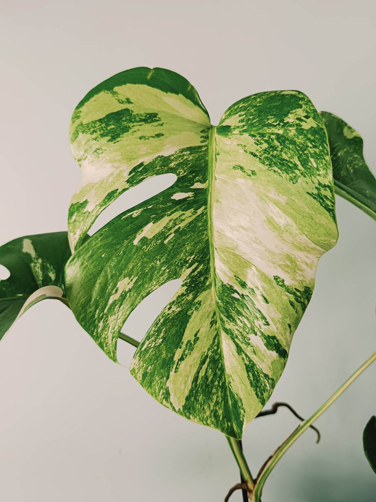 Monstera variegata albo