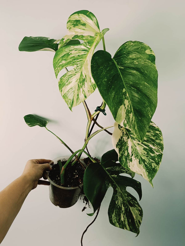 Monstera variegata albo