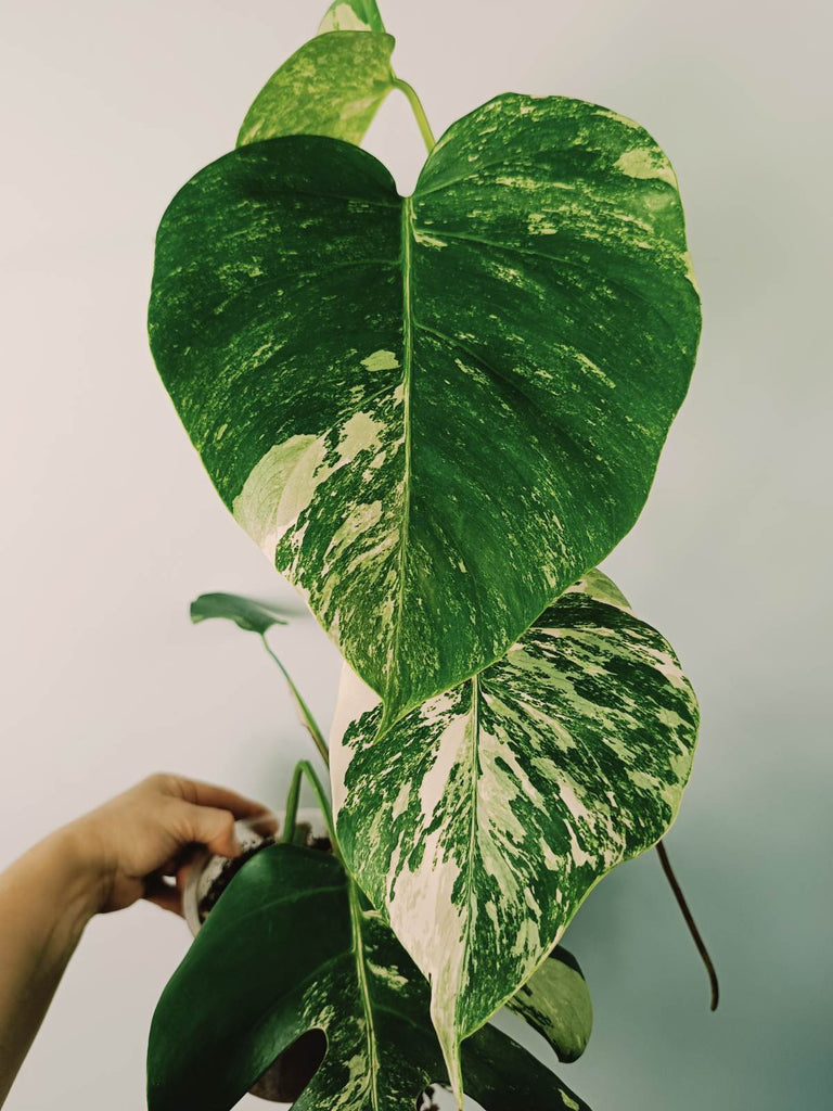 Monstera variegata albo