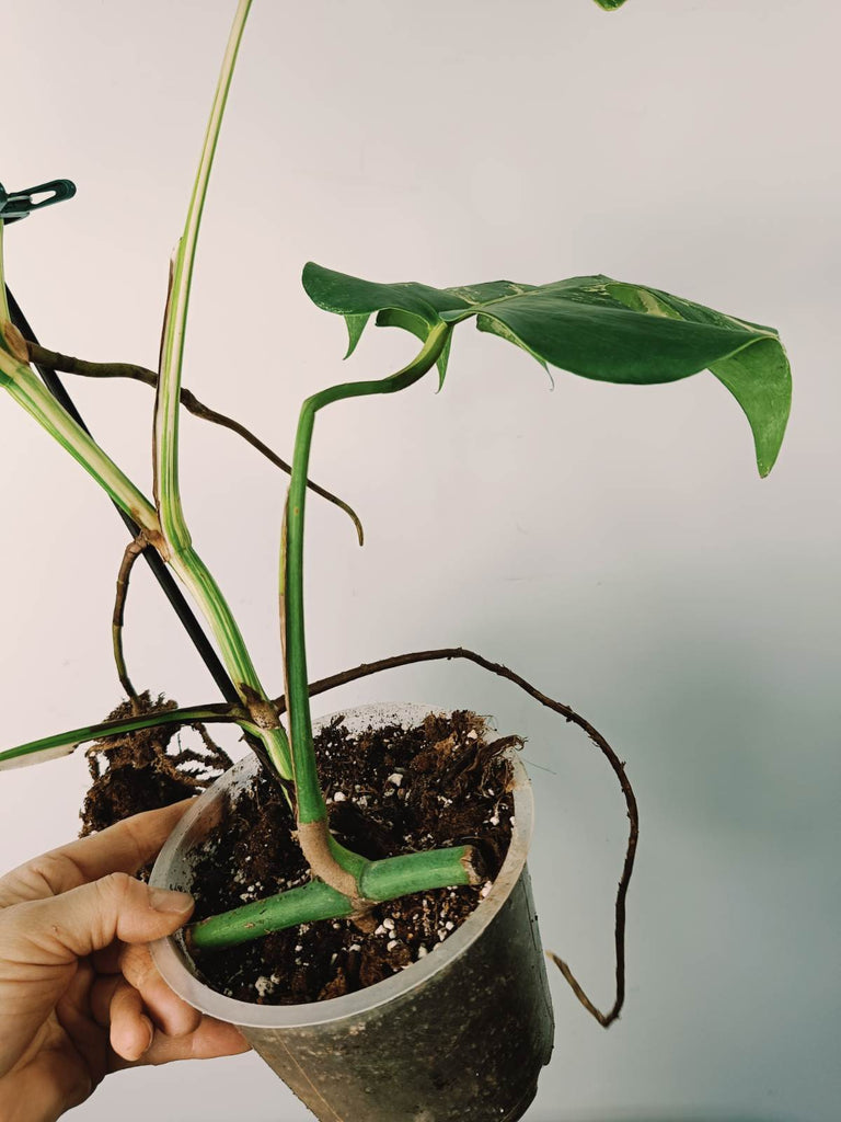 Monstera variegata albo