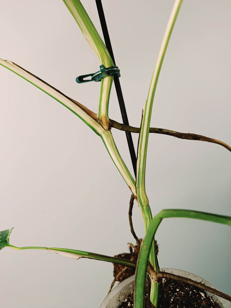 Monstera variegata albo