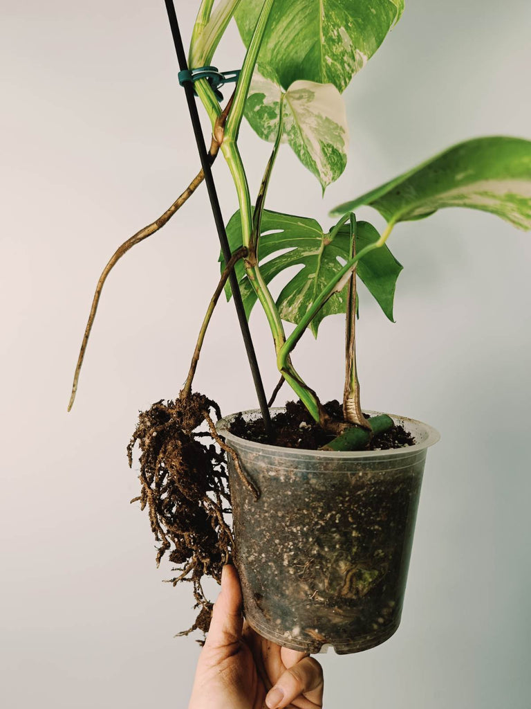 Monstera variegata albo