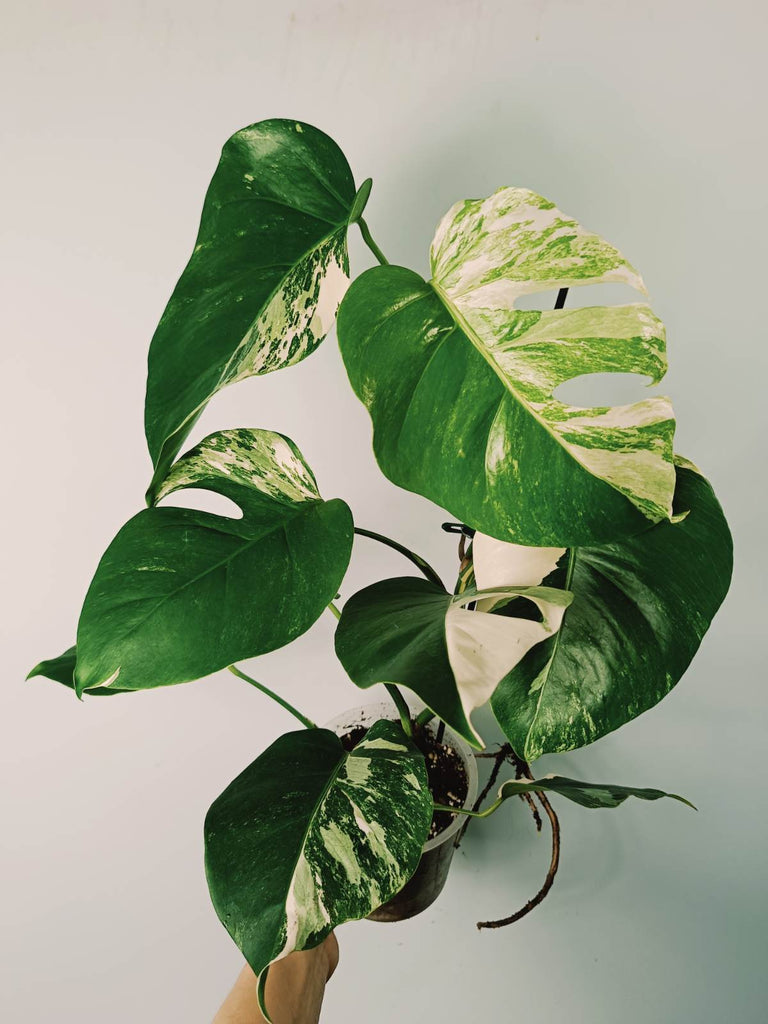 Monstera variegata albo